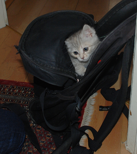 Junge Katze in Rucksack