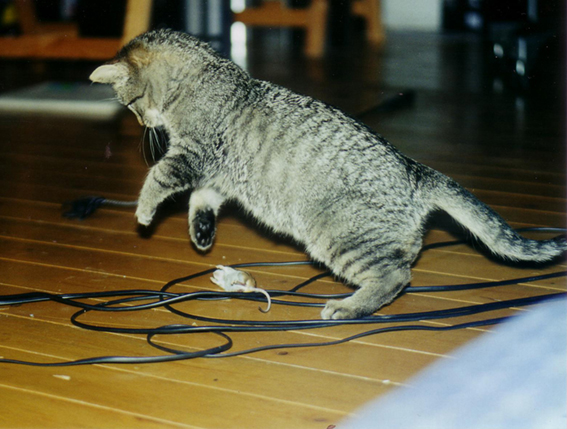 junge Katze spielt mit toter Maus